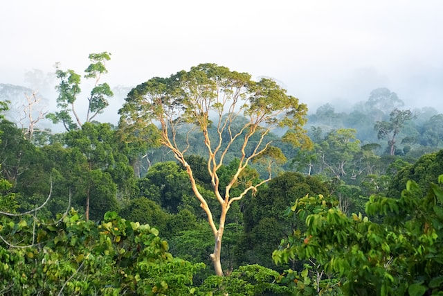 Forest in Malaysia