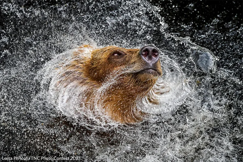 A brown bear (Ursus arctos) photographed in the USA, shakes water off in this slow-motion shot