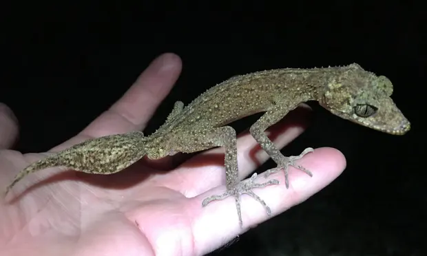 A new species of gecko, named Phyllurus fimbriatus