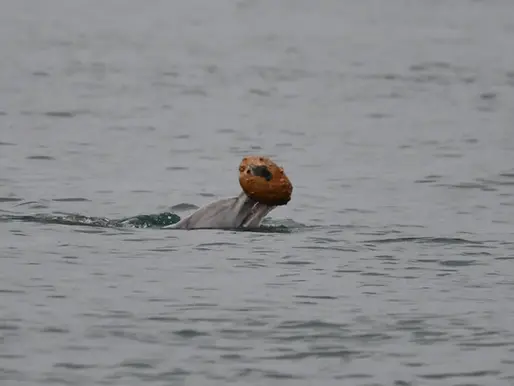 a dolphin raising a large shell out of the water