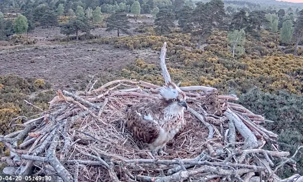 Osprey sitting in its nest