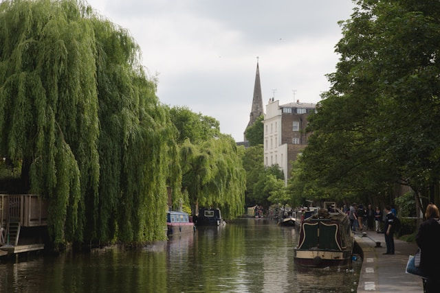 Regent's Canal, central London, lined by towering willow trees