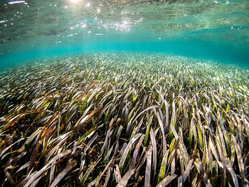 Seagrass meadow