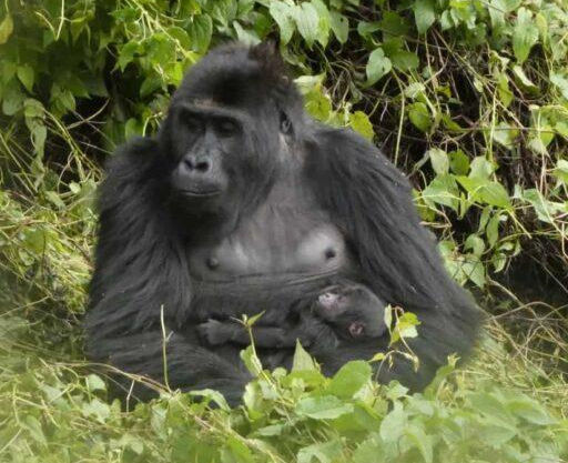 eastern lowland gorilla cradling her baby in a jungle glade