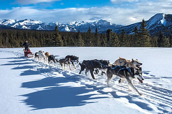 sled dogs at Alaska’s Denali National Park