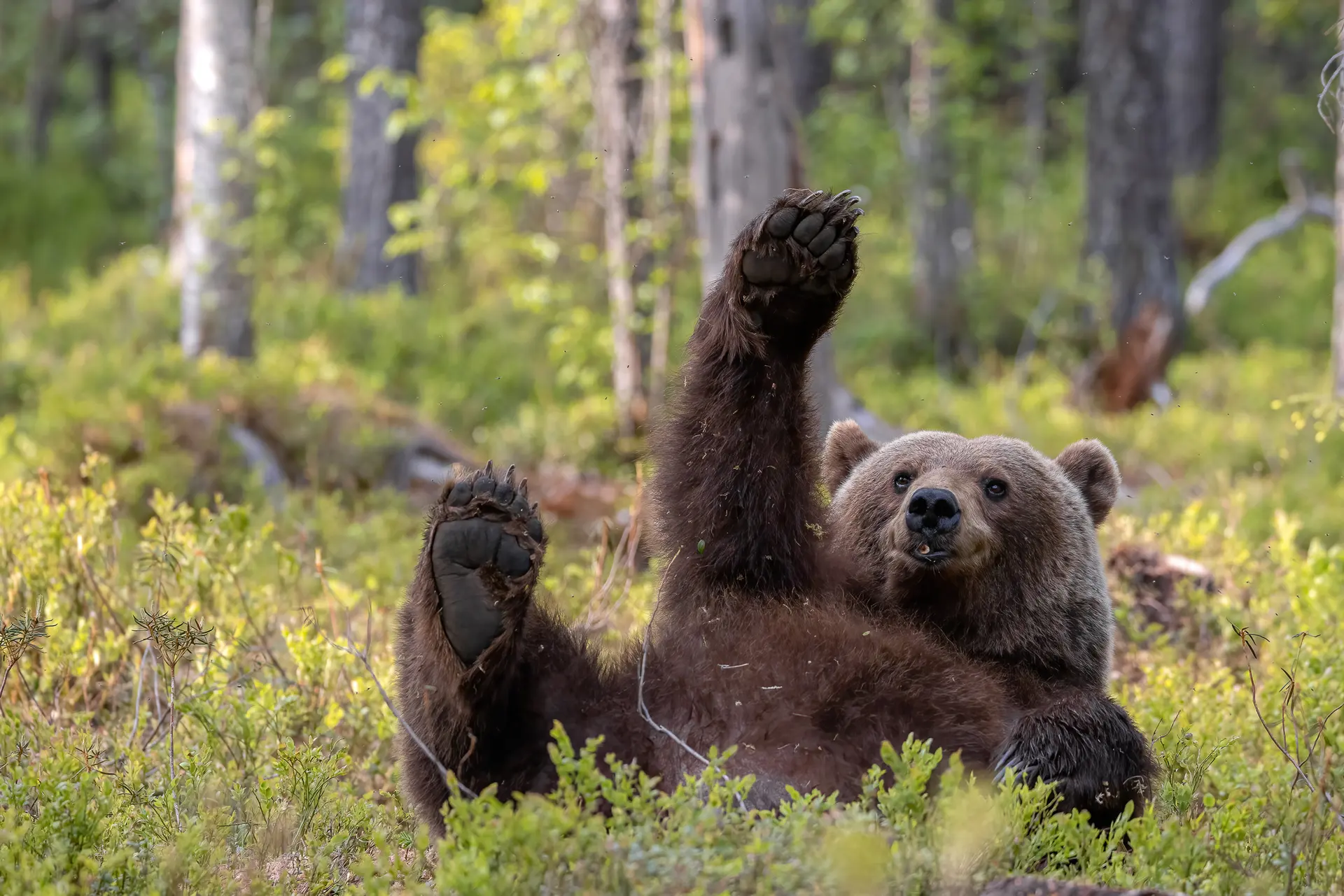 Brown bear, Finland