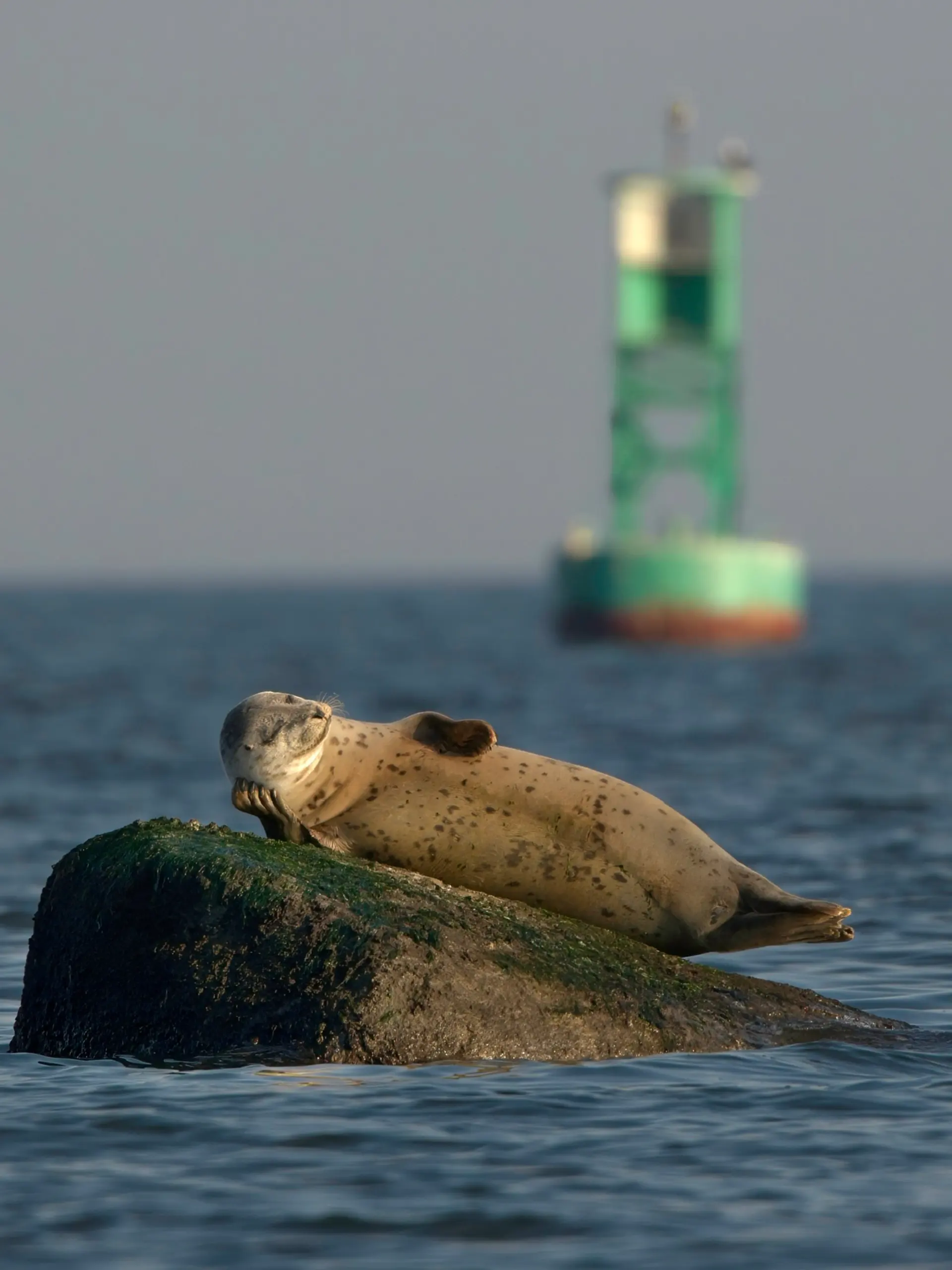 Seal, Staten Island