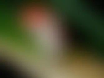 Scientists Reintroduce Snails to Polynesian Islands