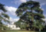 Ancient cedar tree at Chiswick House, London