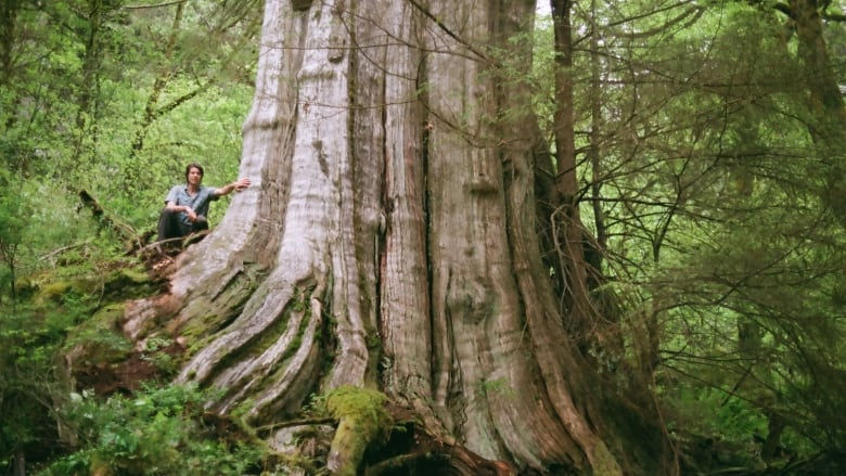 Giant western red cedar found in British Columbia