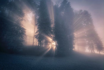 Sunlight streaming through trees in the fog