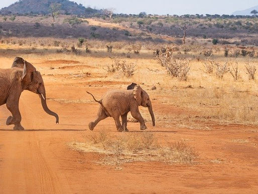 Artificial Intelligence to Help Combat Wildlife Poaching