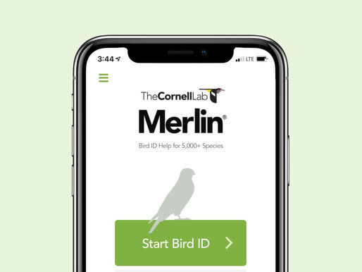 Free App For Identifying Birds