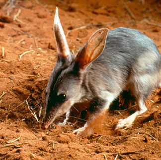 Bilby, Australia