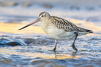 Bar-tailed godwit
