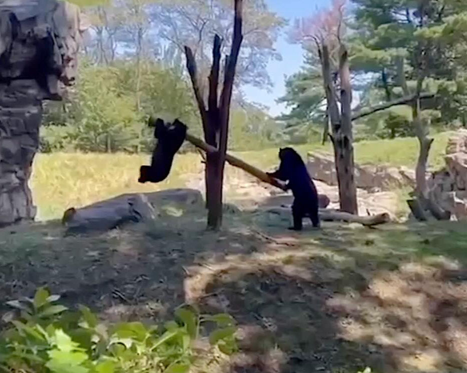 Two Andean Bears Discover How to Make a ‘See-Saw’