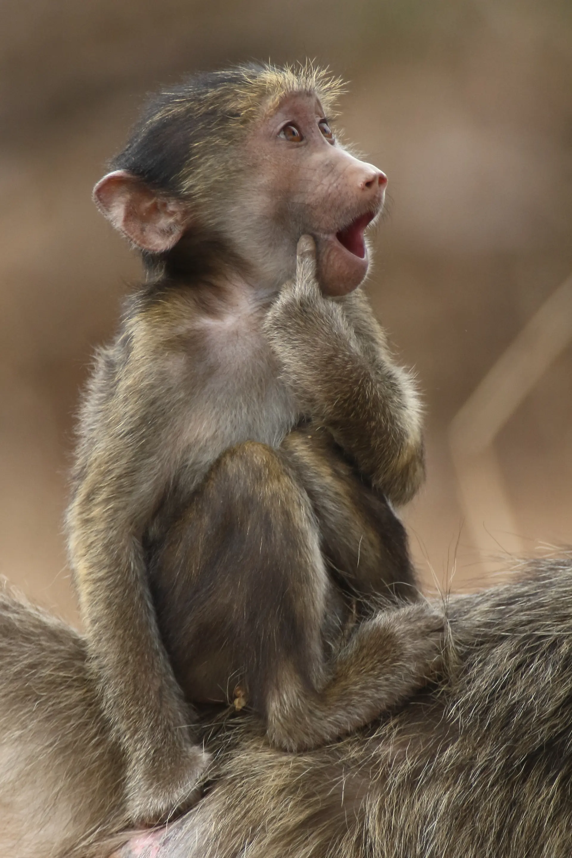 Chacma Baboon, Kruger Park, South Africa