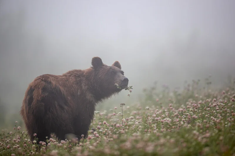 Grizzley bear chewing a flower