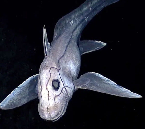This Ancient Fish Species is 150 Million Years Older Than Dinosaurs