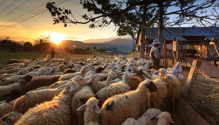 Rural scene in Spain with a grazing flock of sheep and their shepherd