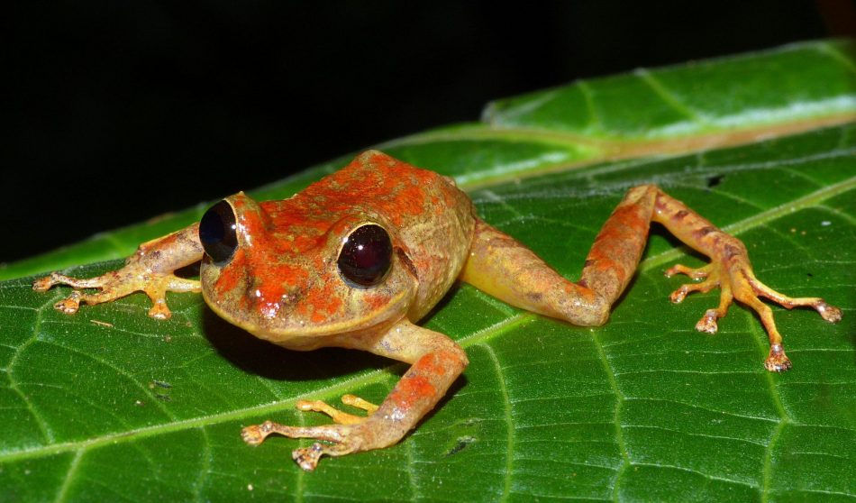 Orange and yellow frog perched on a leaf