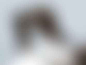 guillemots appearing to be arguing