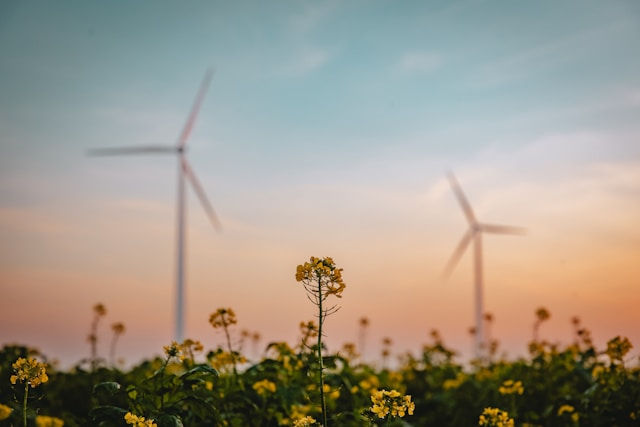 Two large wind turbines in a field covered in flowers