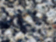 Discarded oyster shells