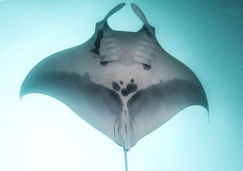 Oceanic manta ray off the coast of Ecuador