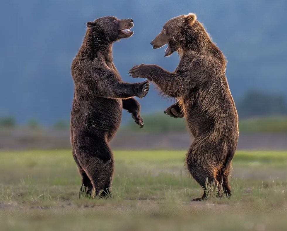 Two male bear cubs standing up, seemingly sharing a joke