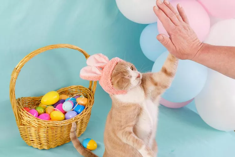 A cat wins Cadbury's bunny tryouts