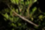 new species of stick insect looking remarkably like a large twig in a tree