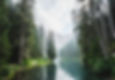 River flanked by towering trees