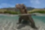 Komodo dragon taking a refreshing dip in the sea to cool off