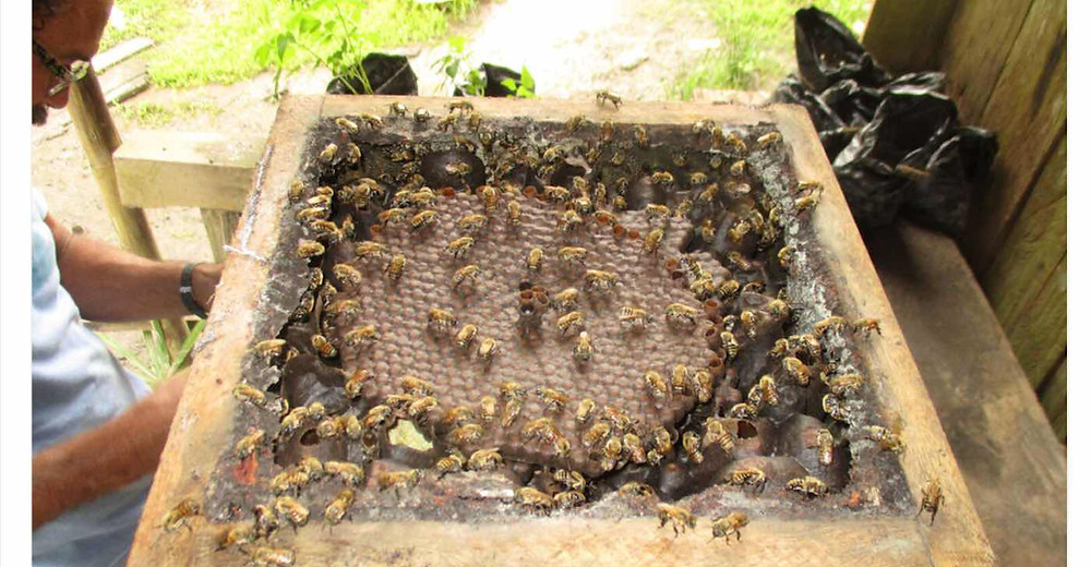 Honeycomb tray with dozens of stingless bees on it