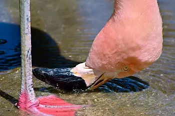 A flamingo feeding in shallow water