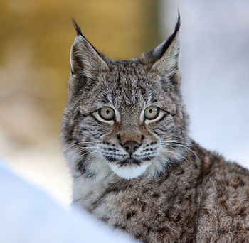 Iberian Lynx in the s