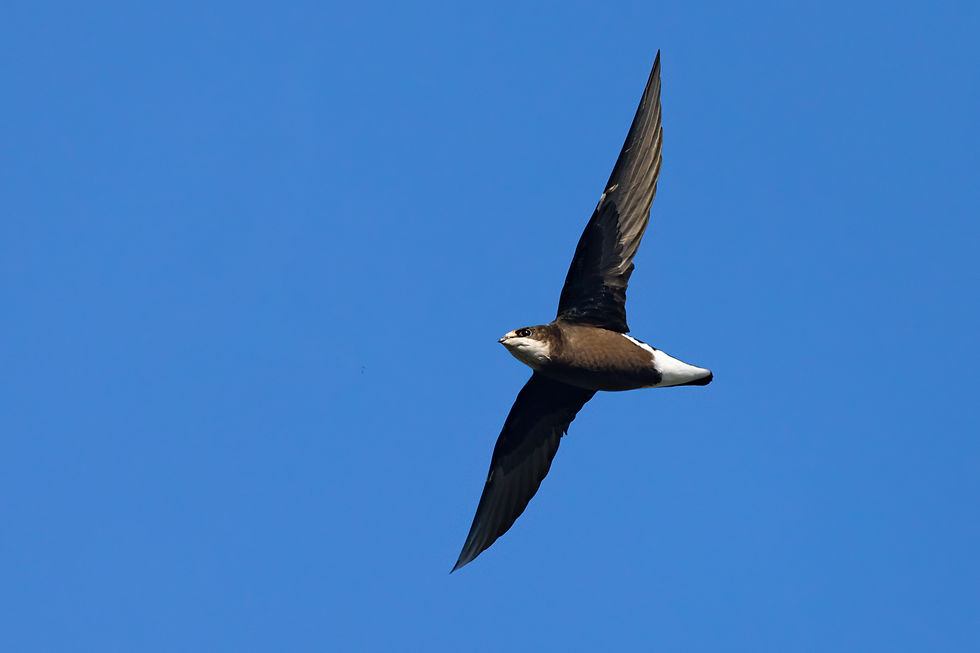 white-throated needletail in flight