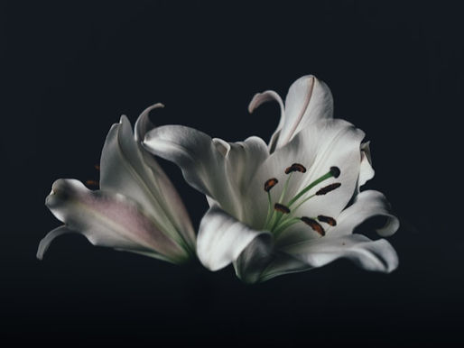 A white lily in full bloom against a dark background
