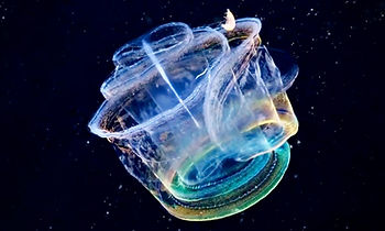 Spiral shaped translucent jelly creature displaying a kaleidoscope of colours