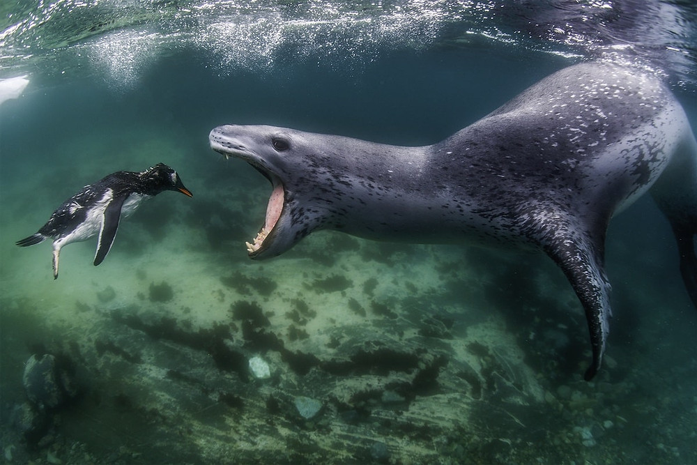 Fearsome leopard seal with its mouth wide open, inches from a hapless penguin