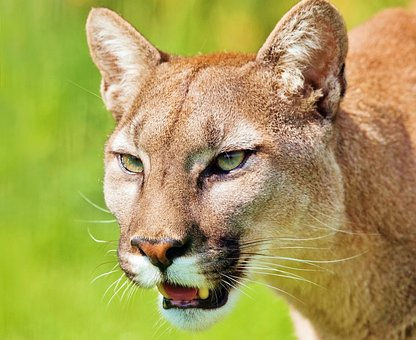 Mountain lion