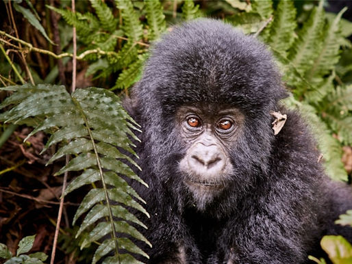 Young mountain gorilla semi-concealed in foliage in Virunga