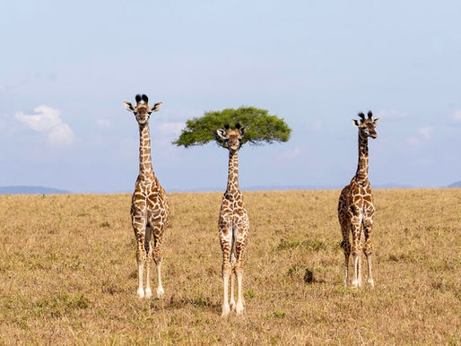 a single umbrella acacia, perfectly lined up behind a giraffe's head and neck, making it look like a whacky hair-do