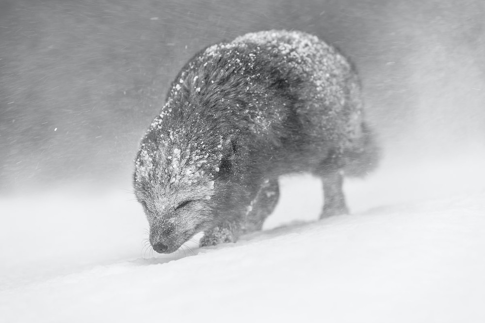 An arctic fox with head down walking in a snow storm.