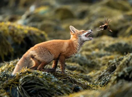 a red fox poised to catch a crab mid-air on a seaweed-covered shoreline in Norway