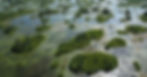 Aerial view of Okefenokee National Wildlife Refuge