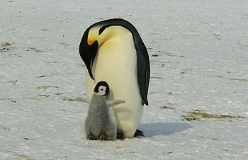 Emperor penguin with a chick