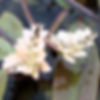 Water Hawthorn