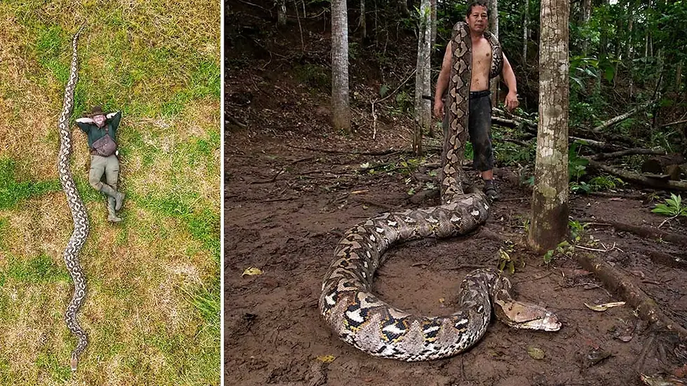 giant female reticulated python measuring over 23-feet long